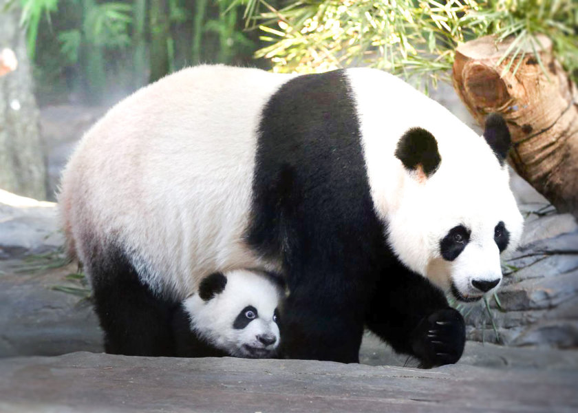 Pandas géants au Chimelong Safari Park de Guangzhou