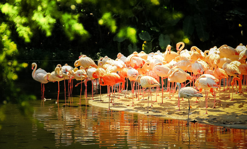 Chimelong birds park - Canton