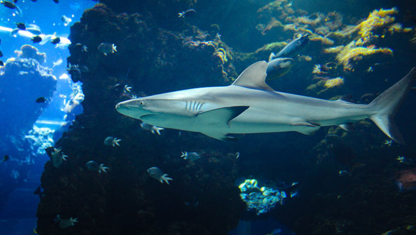 Museo oceanográfico de Mónaco