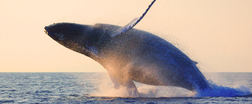 baleines quebec