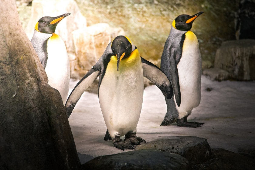 Manchots biodome Montreal