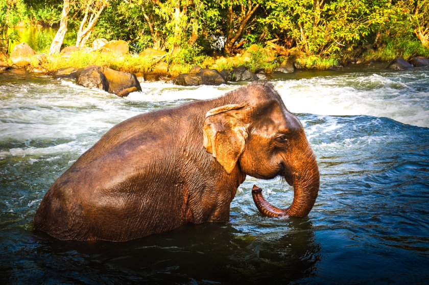 Elephant Laos