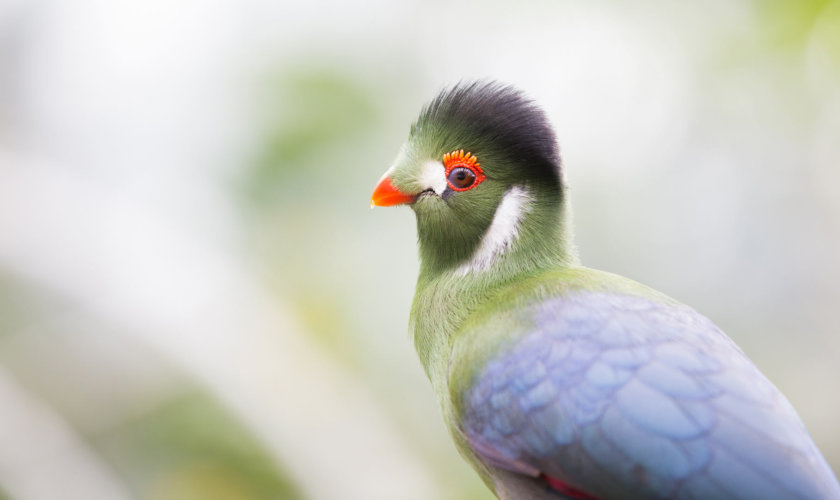 Vogel Phoenix park Nizza