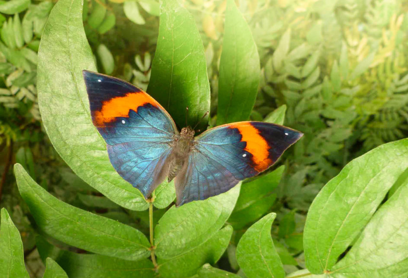 Un papillon, au naturospace