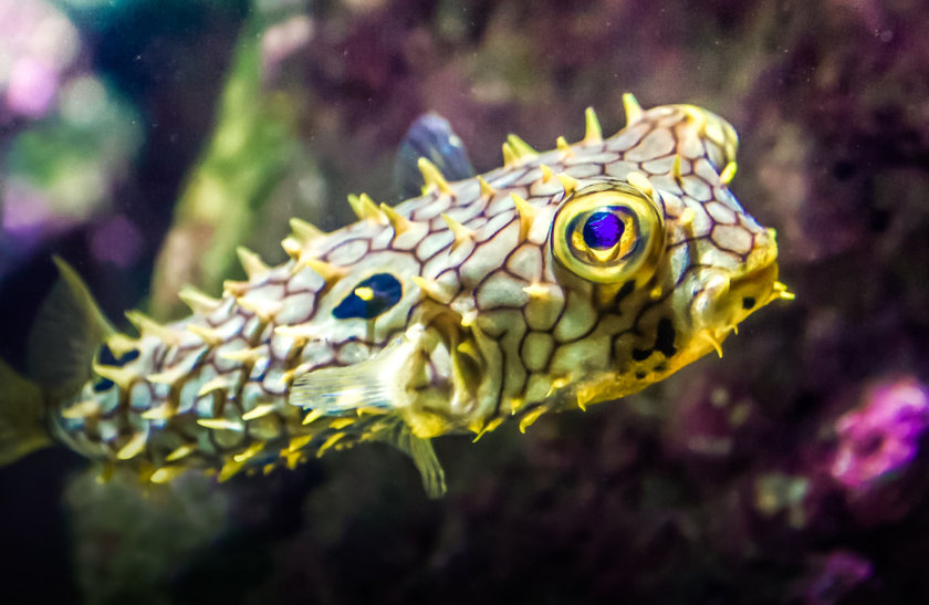 L'Aquarium de La Rochelle