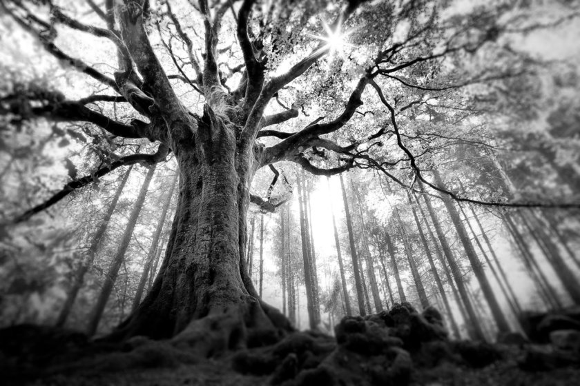 Brocéliande forest