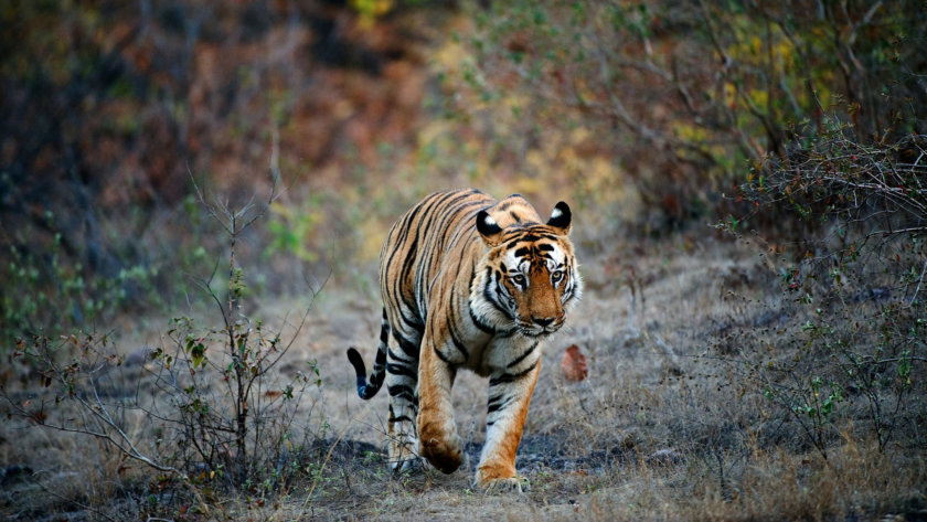 Safari Madhya Pradesh