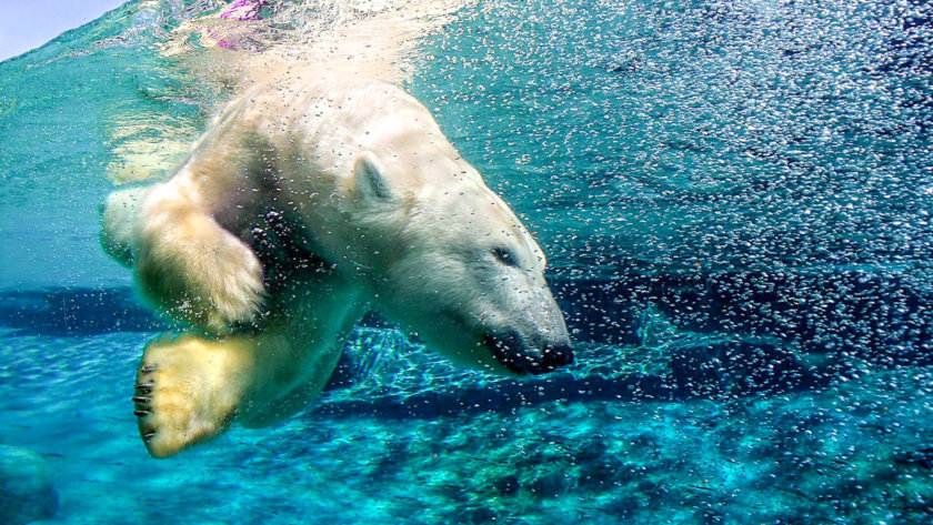 aquarium de quebec