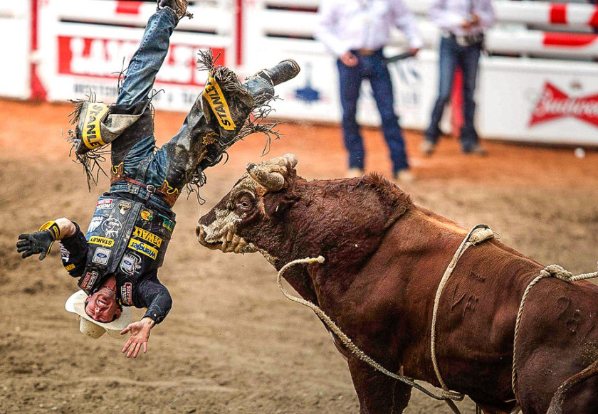 Festival Stampede