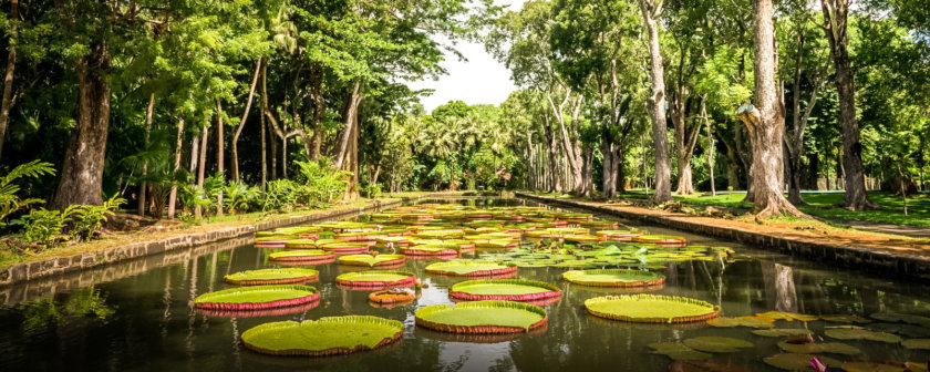 Visite du jardin des pamplemousses, île Maurice