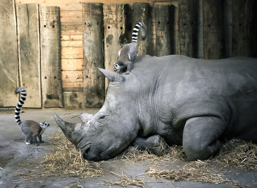 Salzburg Zoo