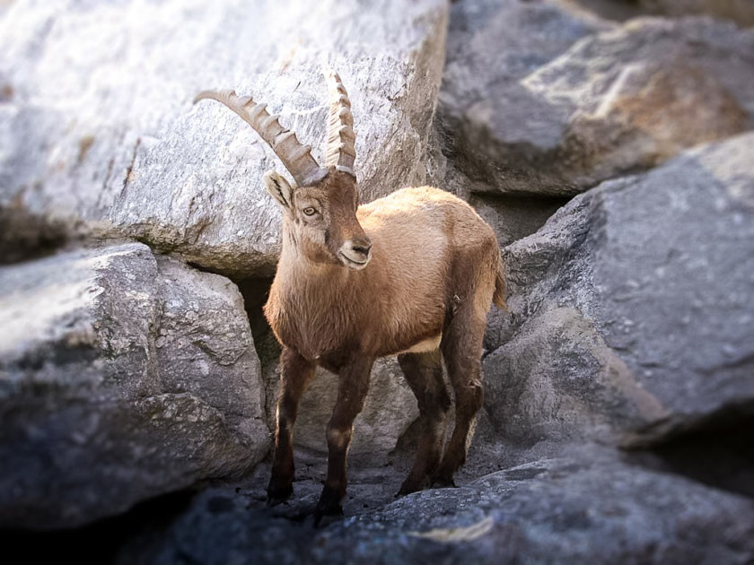 [correspondance]The Alpine Zoo of Innsbruck