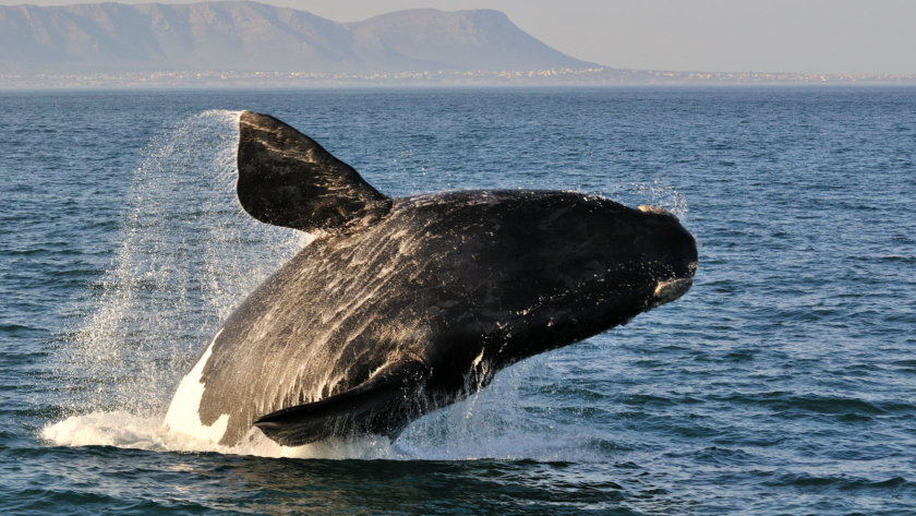 Baleine - Afrique du Sud