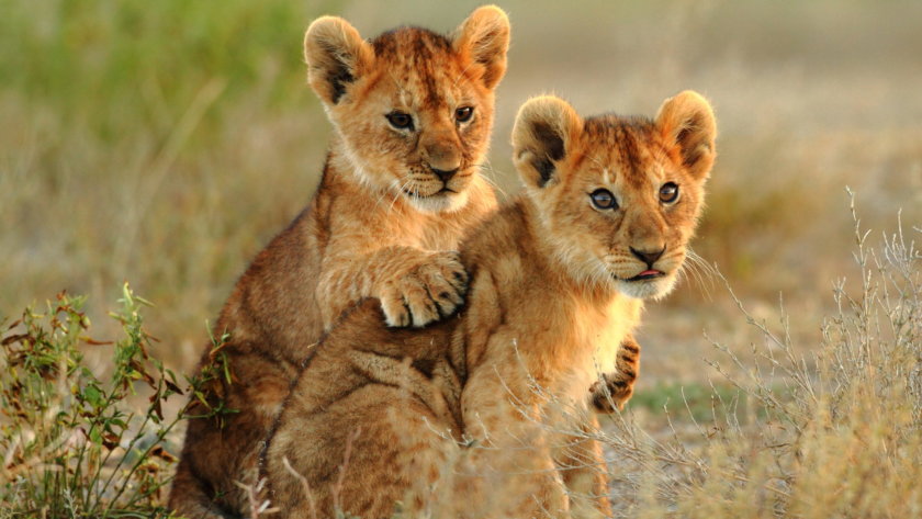 Parc national Kruger - Afrique du Sud