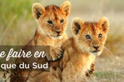 Que faire en Afrique du Sud