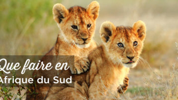 Que faire en Afrique du Sud