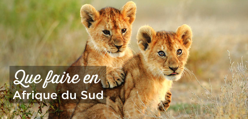 Que faire en Afrique du Sud