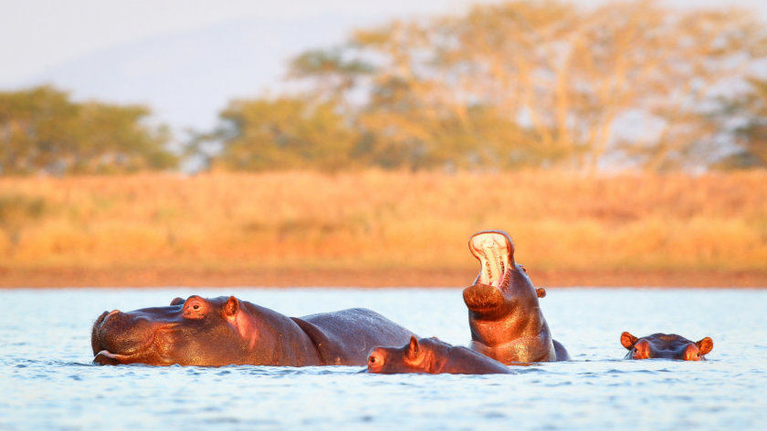 Hippopotames dans l'eau - Afrique du Sud