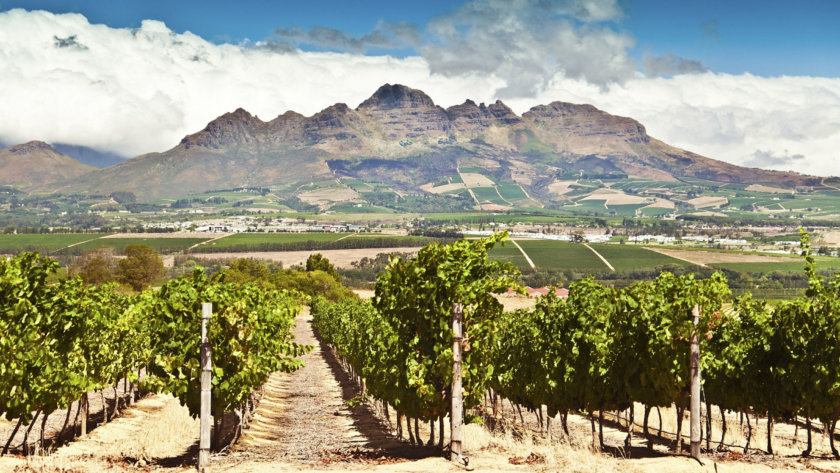 Vignobles a Stellenbosch - Afrique du Sud