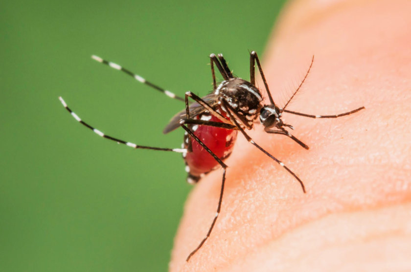 moustique-vietnam-santé