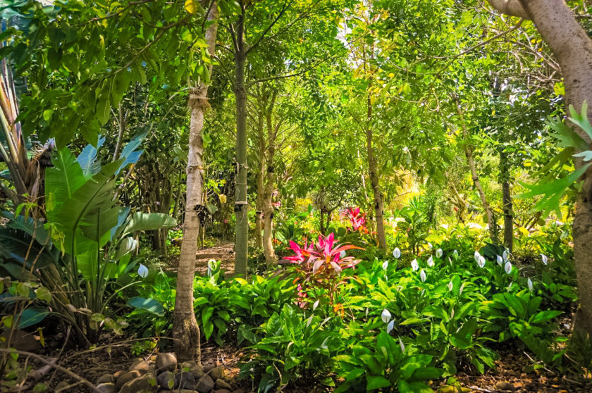 jardin botanique cafe grille saint pierre