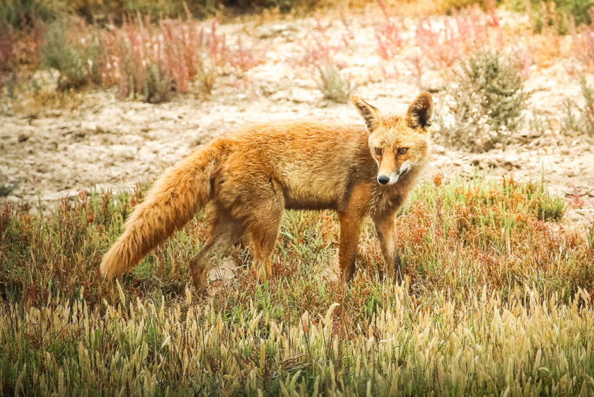 raposa no Parque Nacional Donaña