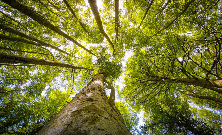 foresta umbra gargano