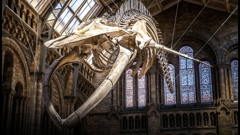 natural history museum londres