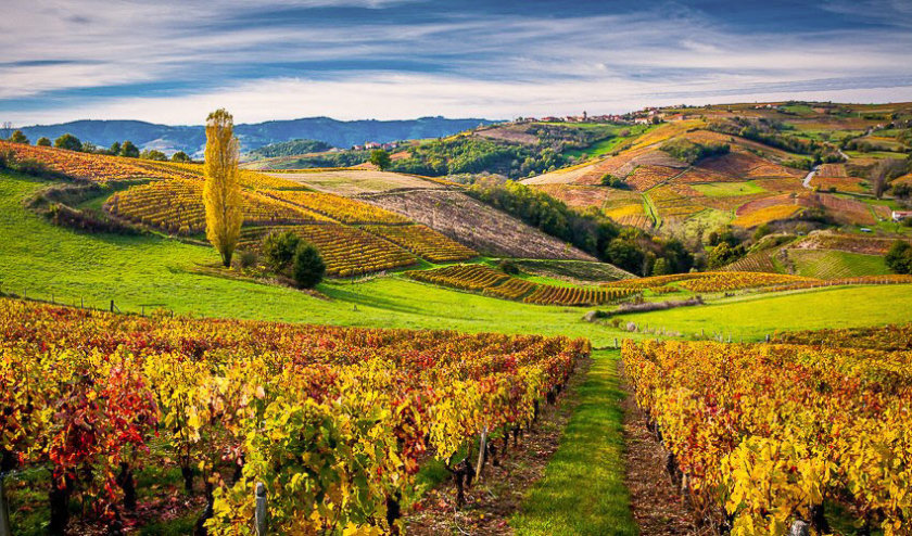 beaujolais vineyard