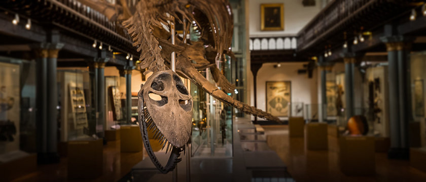 hunterian museum