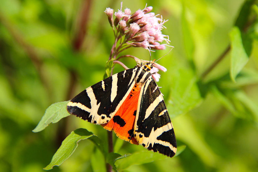 Borboleta-Vale-Rodes