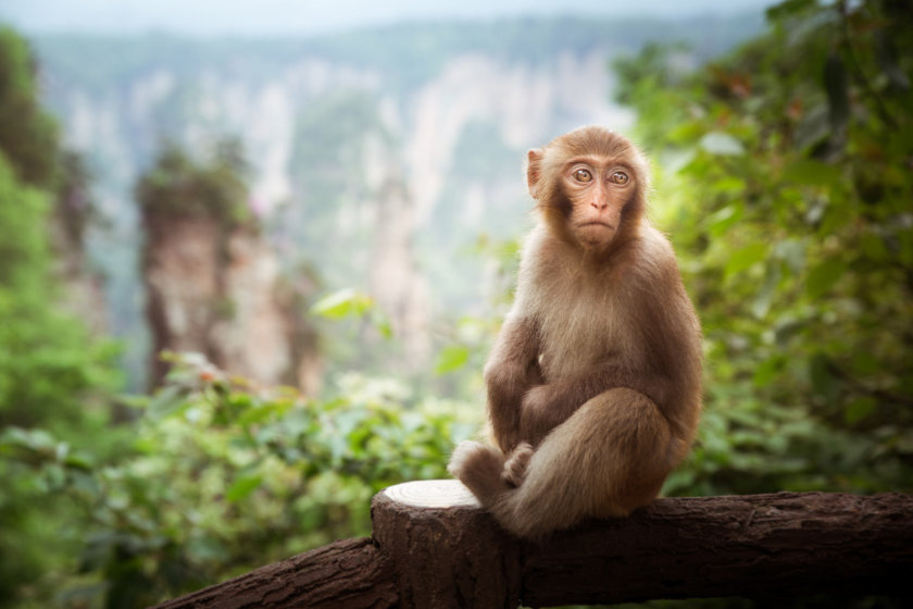 singes Zhangjiajie