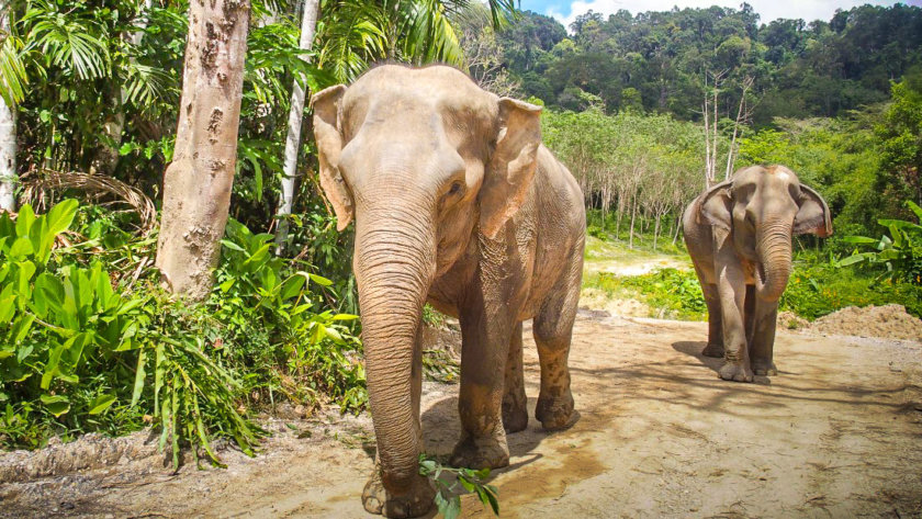 elefantes na Tailândia