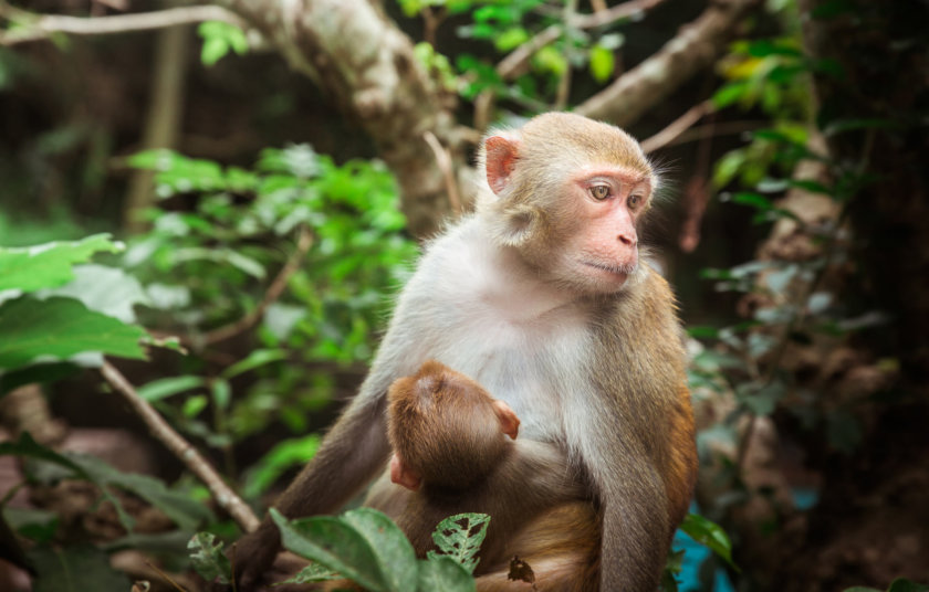 Lopburi ville des singes