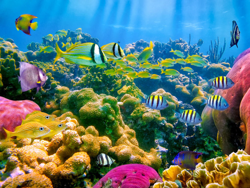Réserve Cousteau