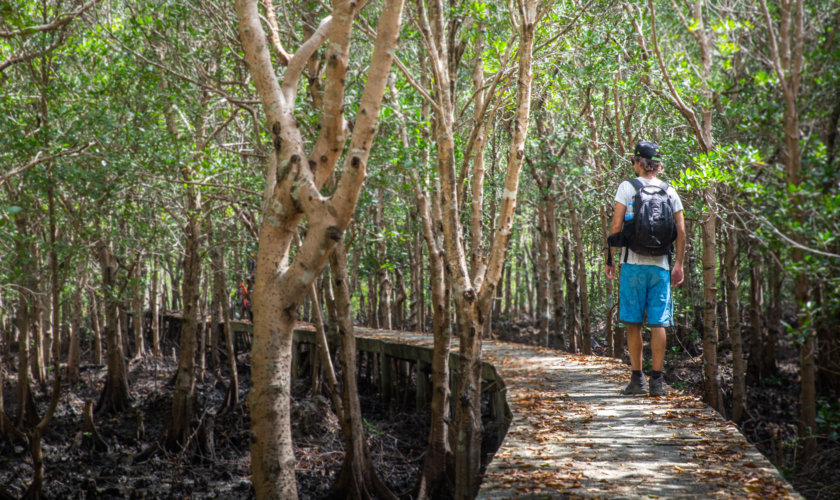 Mangrove Koh Lanta