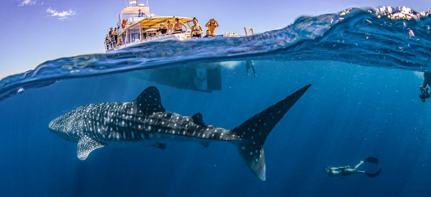 plongée requin baleine thailande
