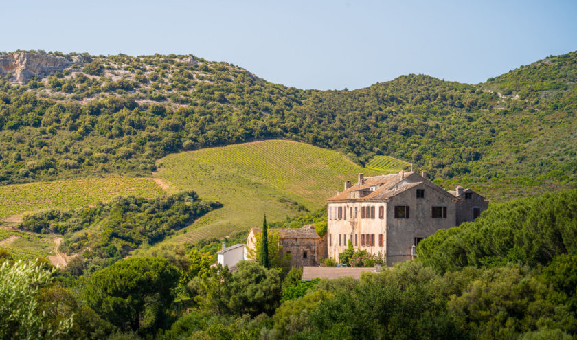 viñedo Córcega