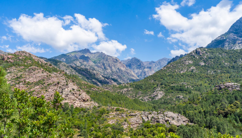 bosque en los alrededores de Calvi