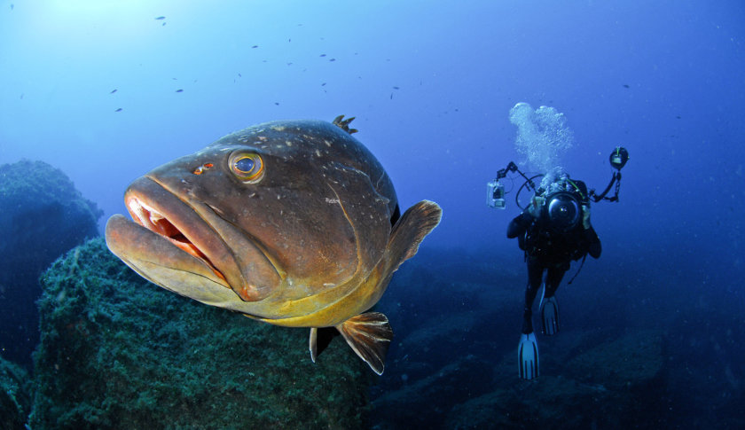 Diving Piana