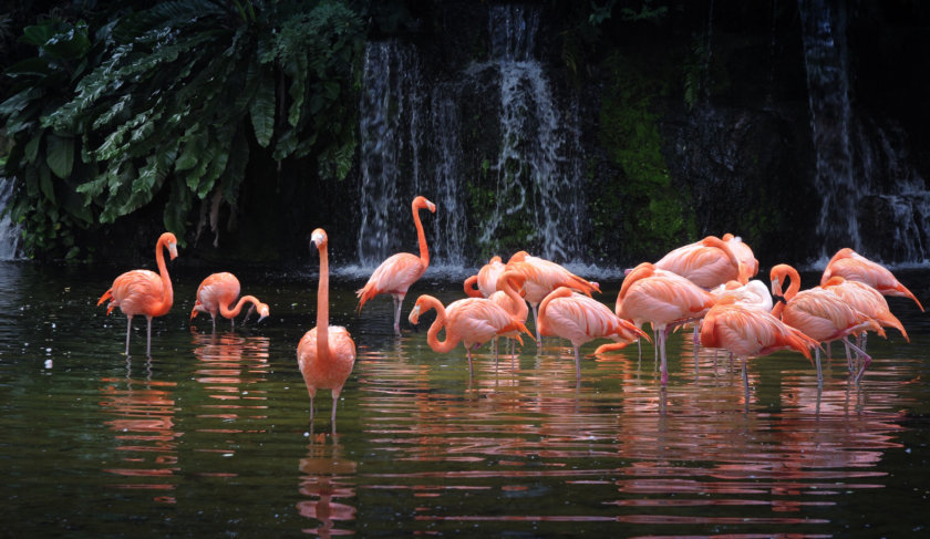 Singapore Bird Park Flamingos