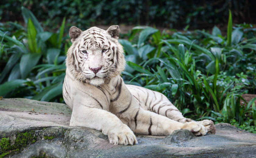 Tigre blanc zoo de Singapour