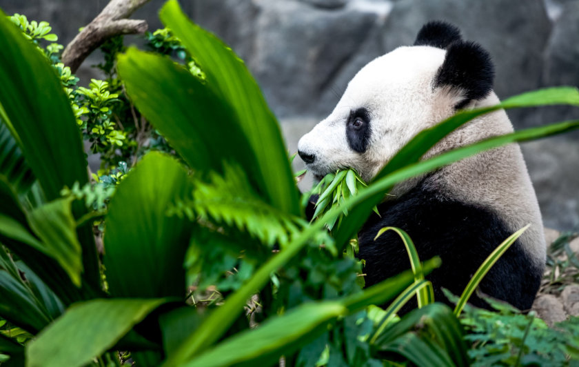 Zoo de Singapour Panda