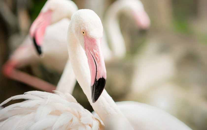 étang du Fangassier Flamants roses