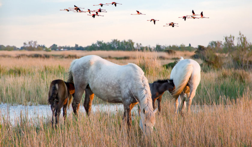 Camargue