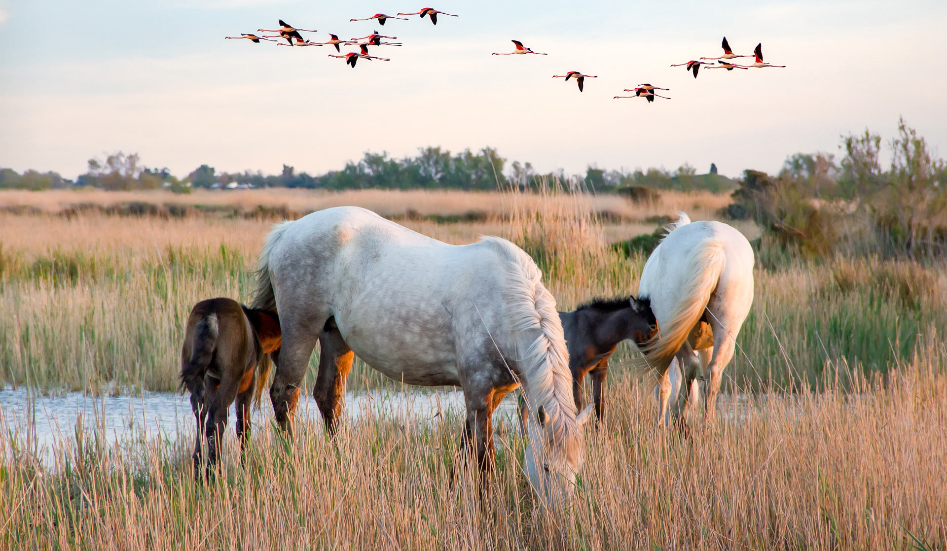 la camargue