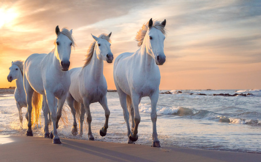 Cheval Camargue