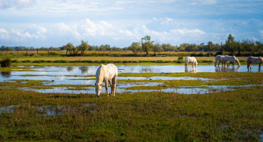 Manade Camargue