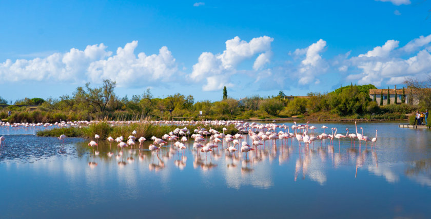 parc ornithologique du Pont-de-Gau