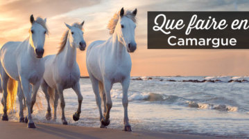 que faire en Camargue